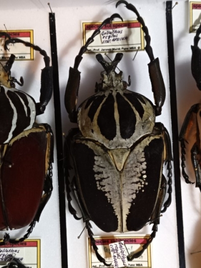 G.regiuus  103mm