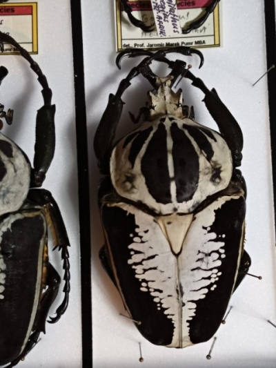 G.regius.  96 mm