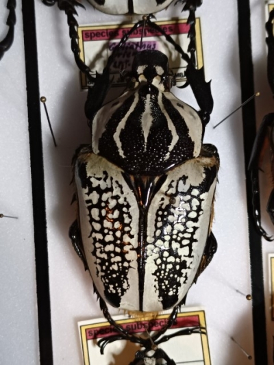 G.orientalis   73 mm