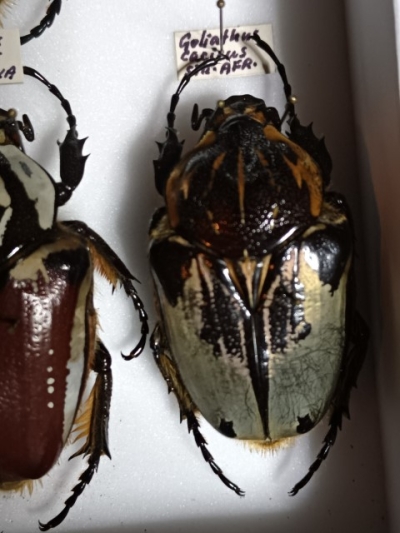G. Cacius
