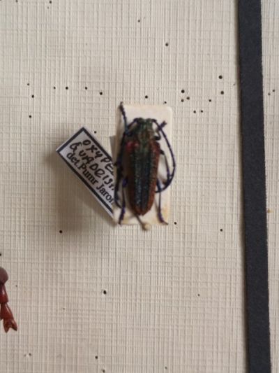 Oxypeltus quadrispinosus