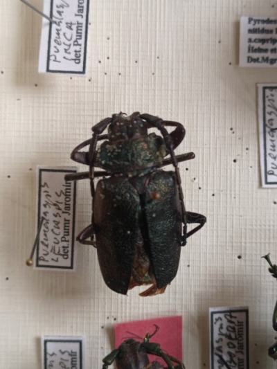Premalaspis leucaspis