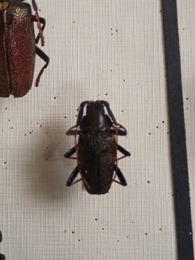 pyrodes?scatopyrodes?