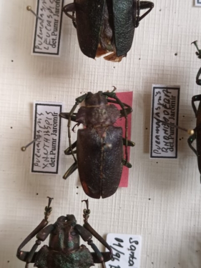 Praemallaspis xanthaspis