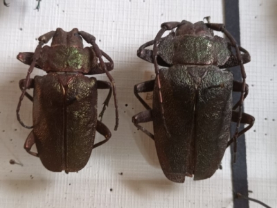 pyrodes spp? 2