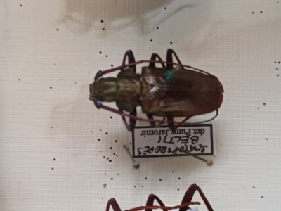 Scatopyrodes beltii