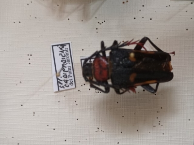 Calosomus desmaresti 2
