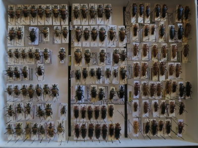 krabice 19 rhagiini pachyta
