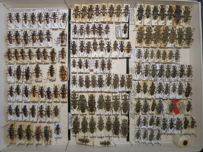 krabice 21 rhagium