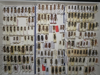 krabice 30 xylotrechus 