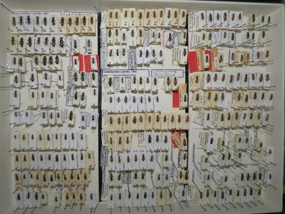 krabice 52 gramoptera