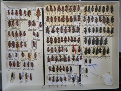 krabice 56 astictoleptura