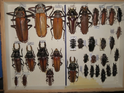 Prionidae krabice 3 calipogon