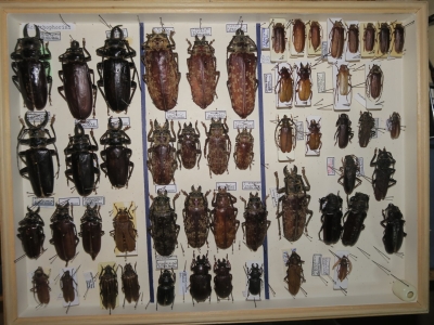 Prionidae krabice 4 tithoes, 