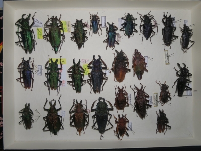 Prionidae krabice  11 psalidoghnatus