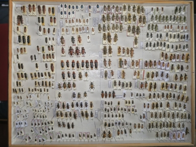 velká krabice cerambyx 11