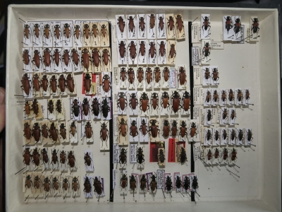 krabice 59 stictoleptura