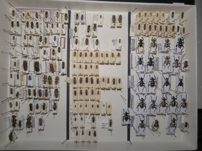krabice 11 diliops apomecyni