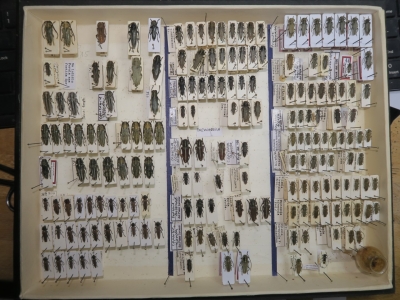 krabice 19 phytoecia 3