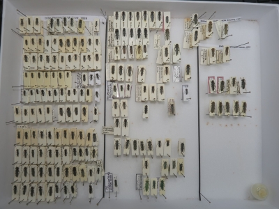 krabice 21 phytocia 5