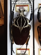 G. goliathus 97mm
