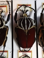 G.goliathus 101mm