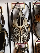 G.orientalis 96 mm