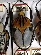 G.cacius 94 mm
