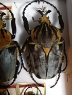 G.cacius 93 mm