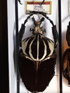 G.goliathus  101. mm