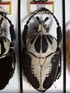 G.regius.  102 mm