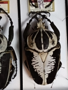 G.regius.  96 mm