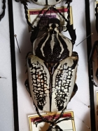 G.orientalis   73 mm