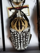 G.spp   65 mm