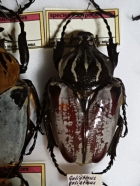 G. spp   62 mm
