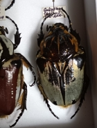 G. Cacius