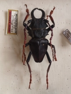 Prinocalus demelti