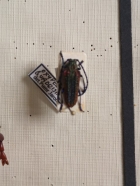 Oxypeltus quadrispinosus