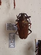 priodes nitidus capripennis