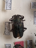 Premalaspis leucaspis