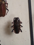 pyrodes?scatopyrodes?