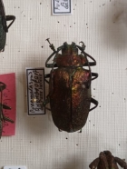 Praemallaspis rhombodera
