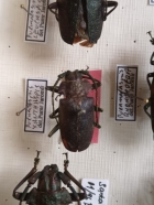Praemallaspis xanthaspis