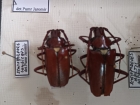 Scatopyrodes longiceps