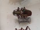 Scatopyrodes beltii