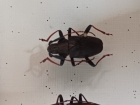 Scatopyrodes sp?