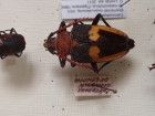 Calosomus desmaresti 1