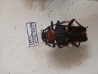 Calosomus desmaresti 2