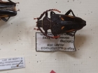 Calosomus morosus