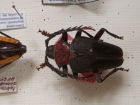 Calosomus sp? spp?